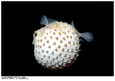 File:Аротрон колючий (arothron hispidus). Рыба-шар.Kugelfisch.IMG  4288ВЕ.jpg - Wikimedia Commons