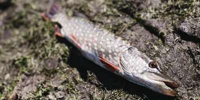 Щука для пруда - купить недорого, цена в Минске - fish-city