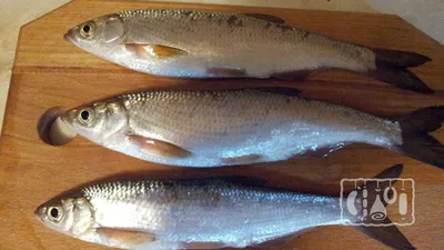 Места обитания и отличительные признаки рыбы шемая | fishermen7777 | Дзен