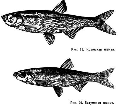 Царская рыбка шемая вяленая 1 Т в Москве