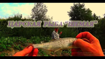 Рыба шамайка (царская) – фото, описание, как выглядит, где водится, ловля,  нерест, красная книга