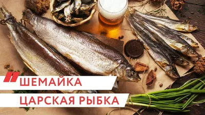 Рыба шемая: фото и описание, где водится шамайка, как выглядит азовская  черноморская, каспийская, как приготовить, можно ли ловить и как