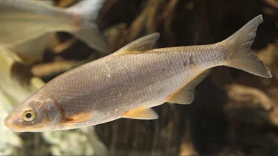 В Таганрогском заливе сорная рыба вытеснила ценные породы - Российская  газета