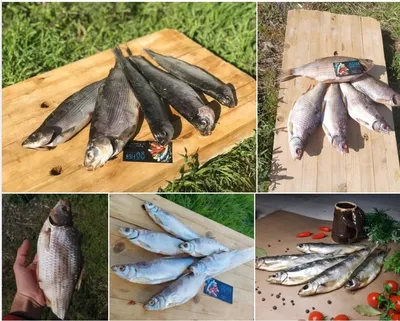 ШАМАЙКА(Шемая) В переводе с... - dried_fish_riba_05 | Facebook