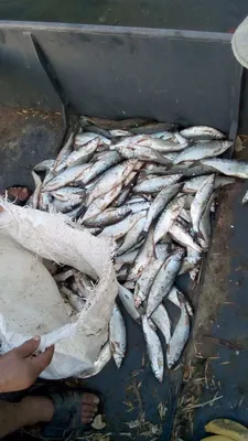 Шемаю исключили из списков вымирающих видов рыбы Красной книги Ростовской  области
