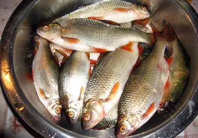 В Азовском районе 16 браконьеров выловили рыбу на 3,5 млн рублей | ROSTOF.RU