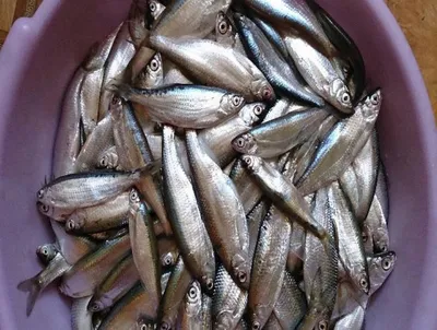 Продам: большой выбор вяленой рыбки в Ростове-на-Дону
