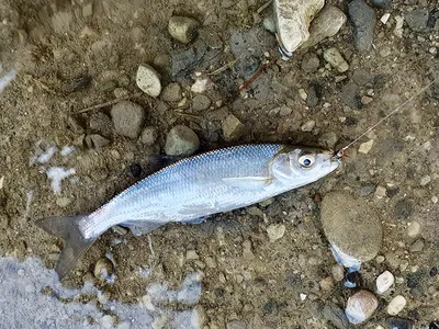 Шемая – царская рыба