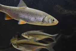Рыбы наших вод - Шемая - Chalcalburnus chalcoides complex.... | Facebook