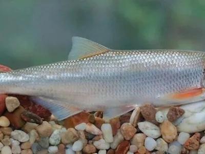Шемая (Шамайка), рыба семейства карповых, Alburnus mento