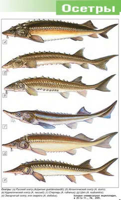 Шип Kaluga Lopatonosa Sterlet Sevryuga белуги Стоковое Изображение -  изображение насчитывающей тварь, свежесть: 104064267