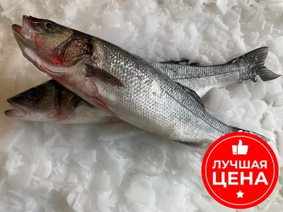 Купить сибас свежемороженый, 5 кг с доставкой по выгодной цене |  FISH-PROM.RU