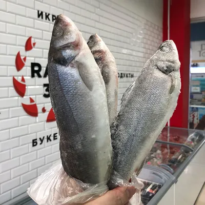 СИБАС КУПИТЬ В МОСКВЕ - цена в магазине рыбы и морепродуктов MySeafood  MARKET