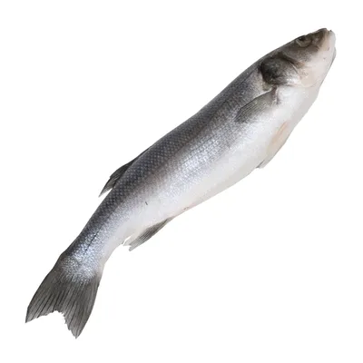 Сибас рыба купить свежезамороженную в интернет магазине