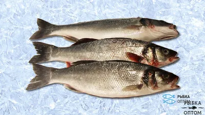 Рыба Охлажденная свежая Сибас - «Вкусный ужин с сибасом на Раз, Два, Три!  Запекаем в фольге в духовке! » | отзывы