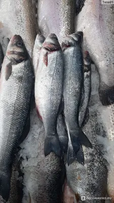 Рыба Сибас – купить за 450 ₽ | foodshoper