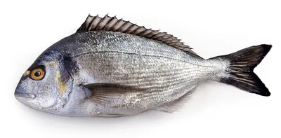 Рыба: СИБАС