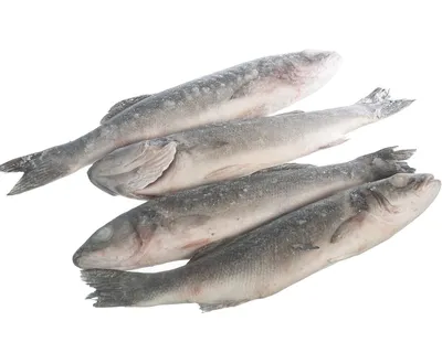 Сибас неразделанный свежемороженый - Морепродукты и рыба – купить с  доставкой в СПб