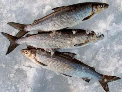 Купить Рыбу Сиг в Санкт-Петербурге. Вкусно и Недорого | Fishmen