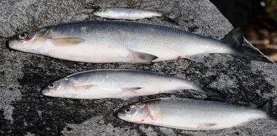 Рыба сиг: калорийность, польза и вред Статьи о рыбе м многом другом