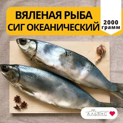 Сиг замороженный Якутия 1кг+ - купить по цене: 990 руб./кг в  интернет-магазине \"РыбоедовЪ\"