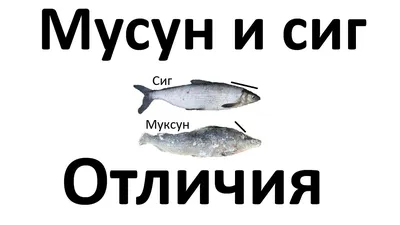 Рыба сиг🐟: фото и описание. Как выглядит сиг👍, чем питается и где водится