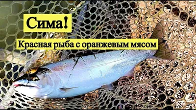 Сёмга или сима? Сёмужный или симужный посол лососей? Где правда, брат? |  ПРАВДА И СМЕХ ЭТО НЕ ГРЕХ | Дзен