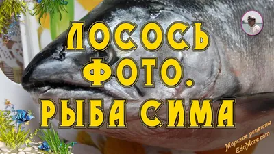 Золотая рыбка!»: сколько стоит первая сима на Сахалине - МК Сахалин