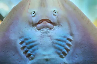 Розовый морской дьявол. У Большого Барьерного рифа сфотографировали  необычного ската