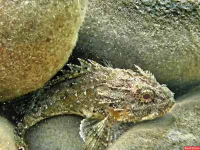 Скорпена (Ерш морской) - Севастопольский аквариум