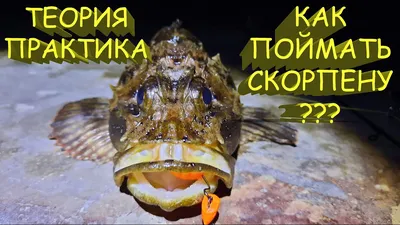 Скорпена — хищник, ведущий охоту на малой глубине | ВКонтакте
