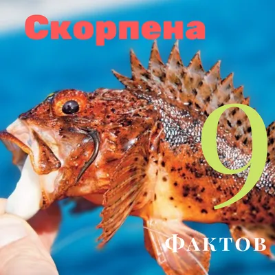 Скорпеновые | Рыбы Красного моря