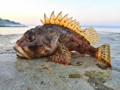 Малая скорпена (Scorpaena notata) | adriaticnature