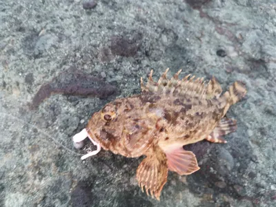 ☰ Скорпена золотистая «Scorpion fish» Греция цена от 1890 грн заказать с  доставкой в городе Киев