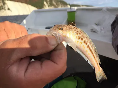 Морской ерш: описание рыбы скорпена, где живет, как выглядит, на что клюёт,  как ловить, ядовитая или нет, факты об использовании в кулинарии