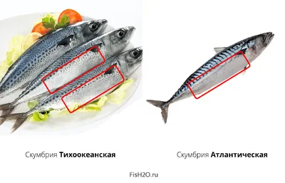 Свежемороженая скумбрия: купить недорого в Москве в розницу