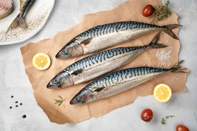 Скумбрия атлантическая 300-500 g - Ocean Food