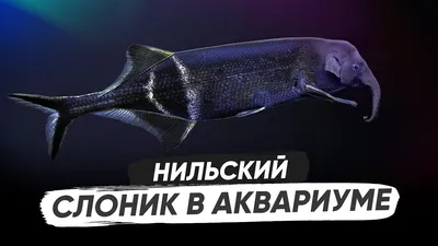 Риба слон (імпорт) | Ексклюзивні | Каталог | TropFish – Постачальник  декоративних акваріумних та ставкових риб, товарів для акваріумістики