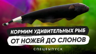 Слоник нильский (M) купить по выгодной цене в интернет-магазине EXOMENU.RU