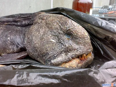 Тропическая рыба фугу в Приморье в 2022 году: сколько выловили, где  поймали, что рассказали в Сихотэ-Алинском заповеднике - KP.RU