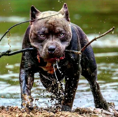 Fisherman DV.27RUS | Рыба собака, что из нее готовят ? #Shorts. | Дзен