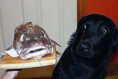 Рыба собака черноморская - 72 фото