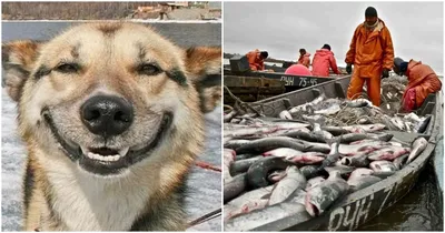Пока девочку грызла собака, рыбак переживал за рыбу: подробности страшной  истории в Новороссийске