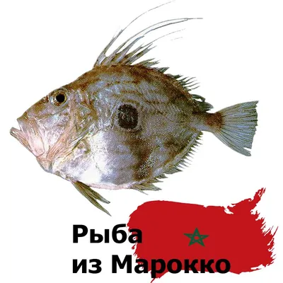 В Балтике появились опасные кусачие рыбы | Mixnews
