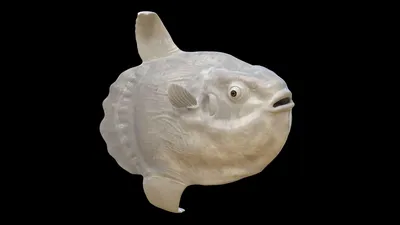 John dory inchiku Солнечник рыба – adriaticnature