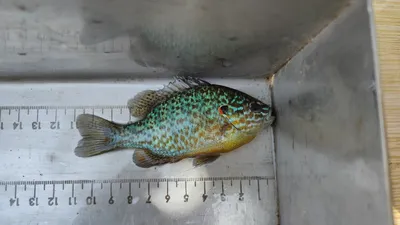 Lepomis gibbosus