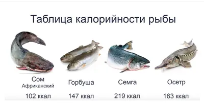 Сом в 200 килограммов: поразительные рекорды российских рыбаков и места,  где можно поймать потрясающую рыбу - KP.RU