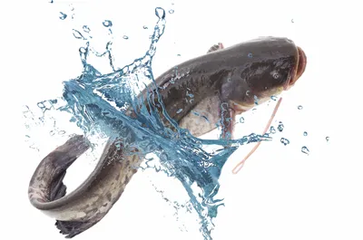 Рыба Сом обыкновенный - «СОМ - вкусный, питательный, но при этом почти  диетический \"зубастик\".» | отзывы