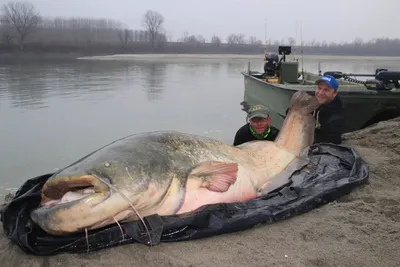 Рыбак в одиночку поймал гигантского сома: Звери: Из жизни: Lenta.ru