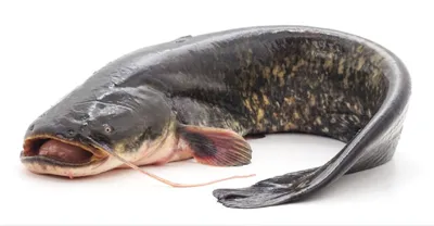 Диковинная рыба СОМ. Интересные факты о ее жизни и рецепты приготовления  вкуснейших блюд из сомятины | Учимся готовить вместе | Дзен